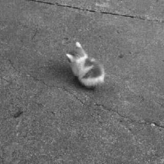 🖇 79b5e129 królik, zajączek, zwierzę, zwierzak, słodki, zwierzę domowe telegram sticker