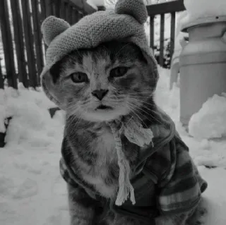 🖇 7d23228e kot, śnieg, zima, zwierzę, zwierzak, kociak, słodki, czapka, śnieżny telegram sticker