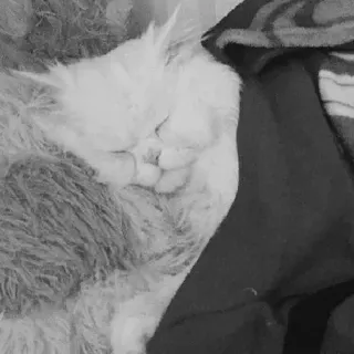 🖇 851a5712 kot, śpiący, zwierzę, zwierzę domowe, puszysty telegram sticker