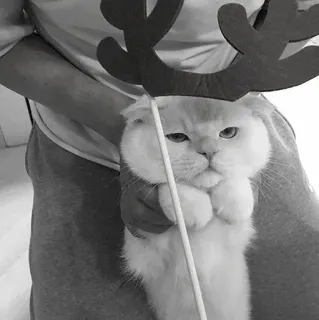 🖇 86ca1d38 kot, renifer, boże narodzenie, zwierzę, zwierzak, słodki telegram sticker