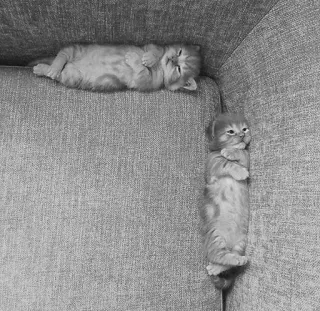 🖇 8816feca kot, kociak, słodki, zwierzęta, sen, zrelaksowany telegram sticker