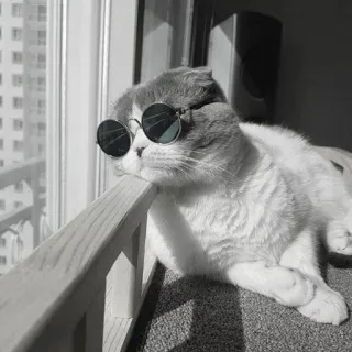 🖇 963079fe kot, okulary przeciwsłoneczne, zwierzę domowe, zwierzę, okno, słodki, kot domowy telegram sticker