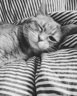 🖇 9f79fa34 kot, zwierzę, zwierzak, słodki, śpiący, pasiasty, szary, koci telegram sticker