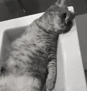 ᵐʸ ˡᵒᵛᵉˡʸ ᶜᵃᵗˢ  ⟮⋅ ᴾᵃᶜᴴᵉ ᴳᶦʳ ⋅⟯ telegram stickers