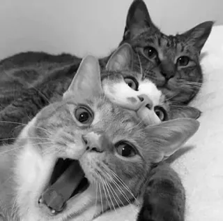 🖇 a45d6d52 koty, zwierzęta, zwierzęta domowe, kotowate, słodkie, kocięta telegram sticker