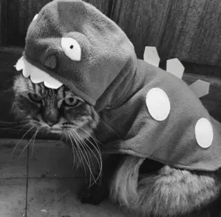 🖇 a82a2cdb kot, dinozaur, kostium, zwierzę domowe, zwierzę, śmieszne, słodkie telegram sticker