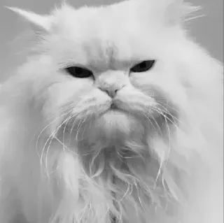 🖇 ac4479d8 kot, biały kot, kot perski, puszysty kot, zwierzę, zwierzę domowe, kotowate telegram sticker