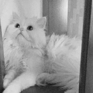 🖇 b0b29230 kot, zwierzę domowe, zwierzę, biały kot, słodki, zwierzę domowe telegram sticker