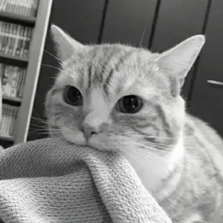 🖇 b5749c80 kot, zwierzę, zwierzak, kotowate, kot domowy, ssak telegram sticker