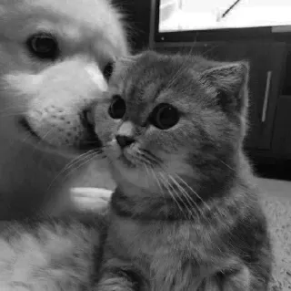 🖇 b72f8f03 kot, kociak, pies, szczeniak, zwierzęta, słodkie telegram sticker