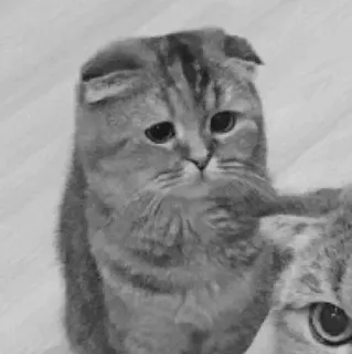 🖇 c193f207 kot, słodki, zwierzę, smutny, zwierzę domowe, kociak, domowy telegram sticker