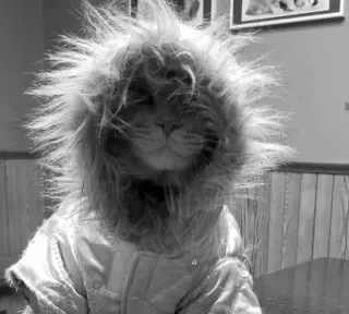 🖇 c36cfcf4 kot, kaptur, zwierzę, futro, zwierzę domowe, zima, odzież telegram sticker