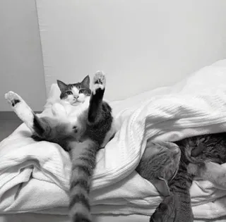 🖇 c5f66852 kot, śmieszne, zwierzę, zwierzę domowe, słodkie, humor, domowy telegram sticker