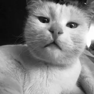 🖇 cf0321af kot, zwierzę domowe, zwierzę, kotowaty, kot domowy, słodki telegram sticker