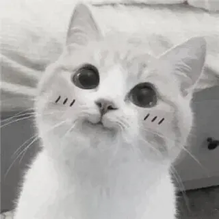 🖇 cffca477 kot, słodki, zwierzę, zwierzak, kociak, kawaii telegram sticker