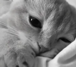 🖇 d050211c kot, kociak, zwierzę domowe, zwierzę, słodki, koci, kot domowy, śpiący telegram sticker