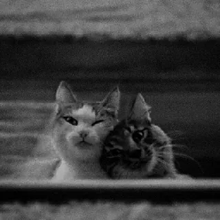 🖇 d34f5072 koty, zwierzęta, słodkie, zwierzęta domowe, kocięta, kotowate, zwierzęta domowe telegram sticker