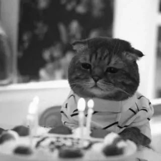 🖇 d827b4d7 kot, kociak, zwierzę, zwierzę domowe, urodziny, ciasto, świeczki telegram sticker