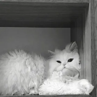 ᵐʸ ˡᵒᵛᵉˡʸ ᶜᵃᵗˢ  ⟮⋅ ᴾᵃᶜᴴᵉ ᴳᶦʳ ⋅⟯ whatsapp stickers