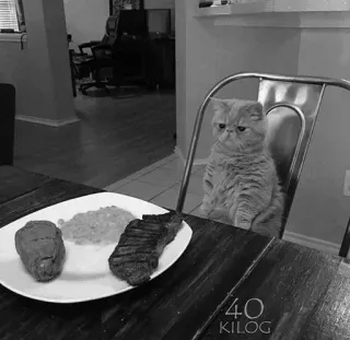 🖇 ef77c9c0 40 KILOG kot, stek, kolacja, zwierzę, jedzenie, posiłek telegram sticker