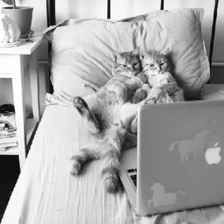 🖇 fec83fbf koty, laptop, jednorożce, zwierzęta, zwierzak, dom telegram sticker