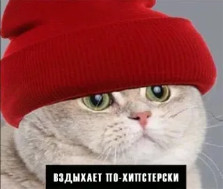 🧔‍♀️ 521e653d вздыхает по-хипстерски gatto, cappello, hipster, russo, meme telegram sticker