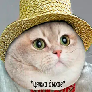 👀 6ed0bca2 *цяжка дыхае* gatto, animale, umorismo, meme, cappello telegram sticker