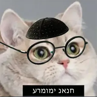 👳‍♂️ 6eeceb33 חנוא נימערמכ gatto, kippah, occhiali, yiddish, divertente, umorismo, meme telegram sticker
