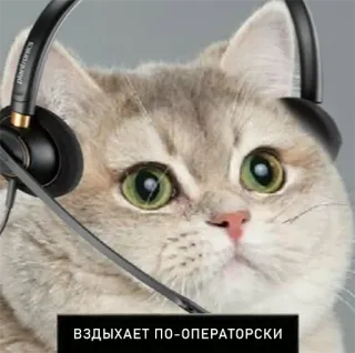 📞 a90c8996 ВЗДЫХАЕТ ПО-ОПЕРАТОРСКИ gatto, cuffie, operatore, sospiro, animale, meme telegram sticker