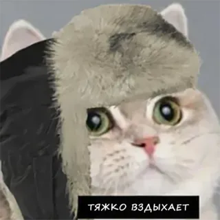 🧸 ef63d262 ТЯЖКО ВЗДЫХАЕТ gatto, ushanka, cappello, russo, meme, triste, sospiro telegram sticker
