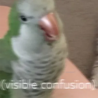 😨 041d67e9 (visible confusion) oiseau, perroquet, confusion, mème, drôle, animal, confusion visible telegram sticker