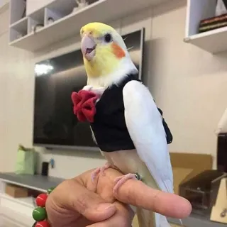 ☺️ 0435b7a3 calopsitte, oiseau, animal de compagnie, animal, mignon, perroquet, smoking telegram sticker