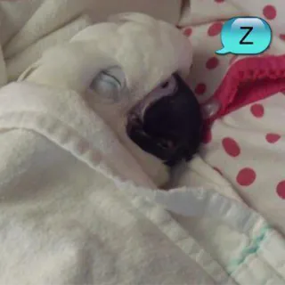 😴 056e3619 Z dormir, oiseau, cacatoès, mignon, animal, rêve telegram sticker