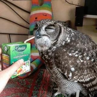 ☺️ 14cb40c1 Canaria El Placer Multivitaminico hibou, jus, boisson, animal, boisson, canari, multivitamines telegram sticker