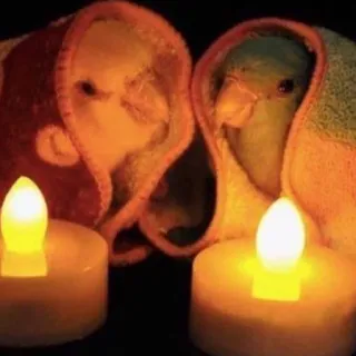 💑 22ac0e25 oiseaux, perroquets, bougies, mignon, animaux, serviette, chaud telegram sticker