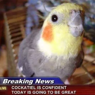 ❤ 2d7026ee Breaking News
Cockatiel is confident
Today is going to be great cockatiel, oiseau, actualités, dernière minute, animal, confiant, mème, mignon telegram sticker