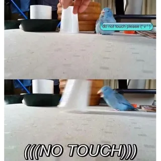 😠 307e7f9f do not touch please (^v^)
(((NO TOUCH))) oiseaux, mignon, animal, drôle, ne pas toucher, mème telegram sticker