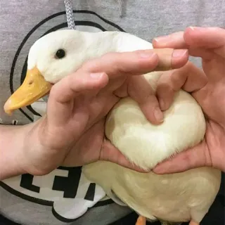 ❤ 320b61d1 canard, oiseau, animal, mignon, canard domestique, canard blanc telegram sticker