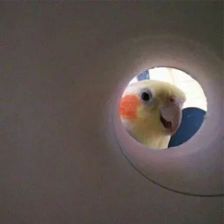 😄 3a92ae8c oiseau, cockatiel, animal, animal de compagnie, tube, regard, mignon, curieux telegram sticker