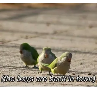 Random bird stuff whatsapp stickers