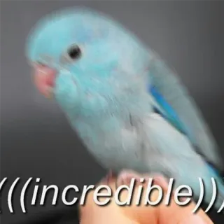😱 4d58afee (((incredible))) oiseau, perroquet, mignon, incroyable, drôle, mème telegram sticker