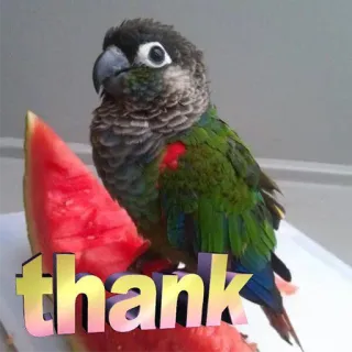 😊 58f49a08 thank perroquet, oiseau, pastèque, fruit, merci, conure verte, animal telegram sticker