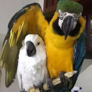 😍 6603f0ce perroquet, oiseaux, ara, cacatoès, animaux de compagnie, animaux telegram sticker