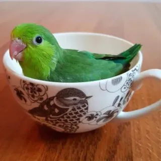 😊 6c04f345 oiseau, perruche, perruchette, tasse à thé, mignon, animal, animal de compagnie, vert telegram sticker
