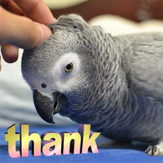 ☺️ 6f1e8ccd thank perroquet, merci, animal, oiseau, animal de compagnie telegram sticker