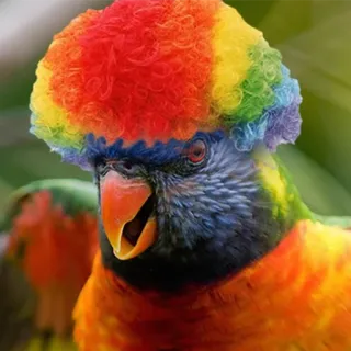 🎪 85f87fe8 perroquet, arc-en-ciel, oiseau, loriquet, coloré, animal, nature, tropical telegram sticker