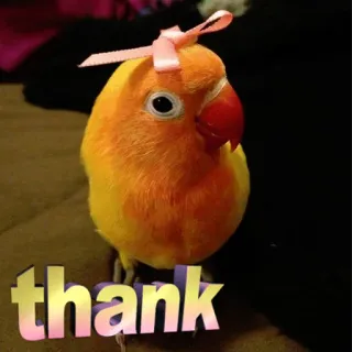 😊 86ac80f0 thank oiseau, inséparable, merci, mignon, animal de compagnie, animal, nœud telegram sticker