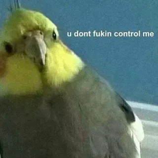 😠 942b0cb1 u dont fukin control me oiseau, cockatiel, mème, drôle, attitude telegram sticker