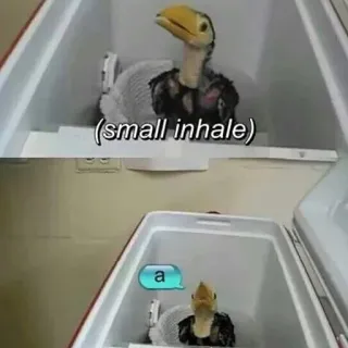 😯 95e4eb11 (small inhale) a oiseau, mème, animal, drôle, inspirer, expression telegram sticker