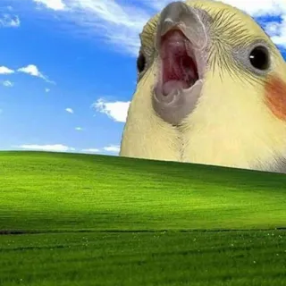🖼 9f49eaa0 Cockatiel, Oiseau, Windows XP, Meme, Drôle, Animal telegram sticker